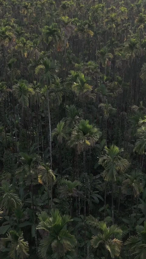 Vertical Aerial View of River and Forested Hills Near Pune Maharashtra Stock Footage 346755262