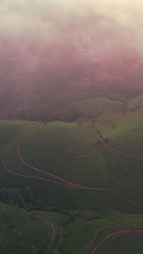 Vertical Aerial View of Scenic Mountain Roads and Tea Plantations in Munnar 库存影片 344238614
