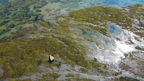 A vertical aerial view of a seabed at low tide or an erratic rock. Stock Footage 304296744