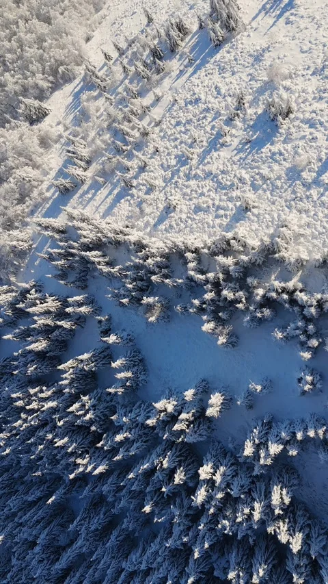 Vertical Aerial view of sharp boundary between sunlit snowy slope and dense Stock Footage 322936618