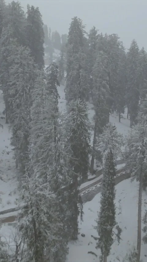 Vertical Aerial View of Snowfall in Pine Forest Manali Himachal Pradesh Stock Footage 335115709