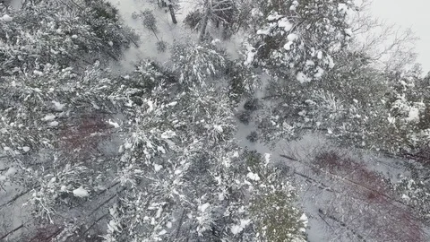 Vertical aerial view of snowy mixed forest Stock Footage 112095631