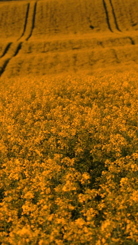 Vertical aerial view of sweeping yellow rapeseed and green wheat fields across Stock Footage 336622636