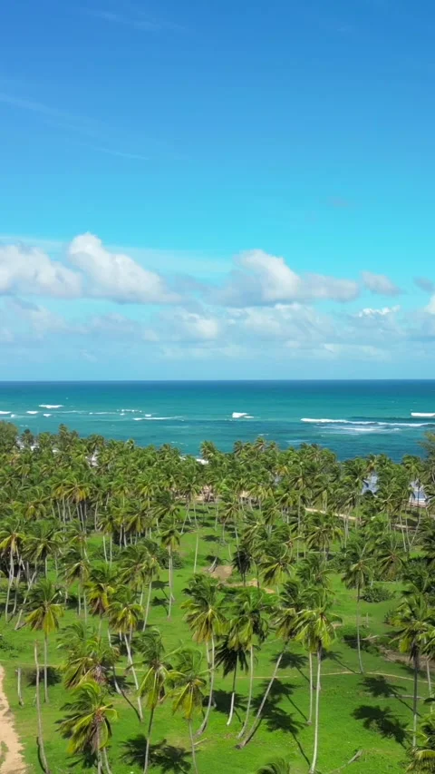 Vertical aerial view of tropical coast with palm fields and bright blue ocean 스톡 동영상 312587065