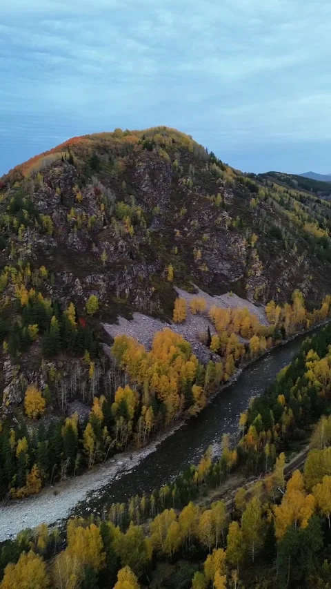 Vertical Aerial View of a Winding River and Autumn Forest Stock Footage 348245375