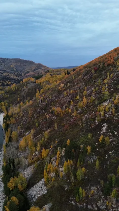 Vertical Aerial View of a Winding River and Autumn Forest Stock Footage 348245486