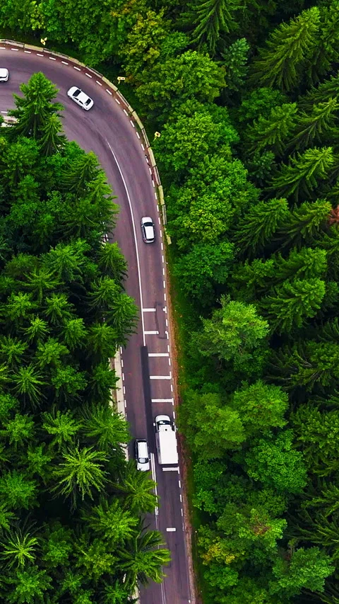 Vertical aerial view of a winding road through a dense forest Stock Footage 329915065