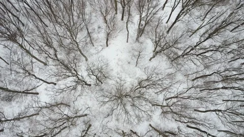 Vertical aerial view of winter forest with bare trees covered with snow 库存影片 330128378