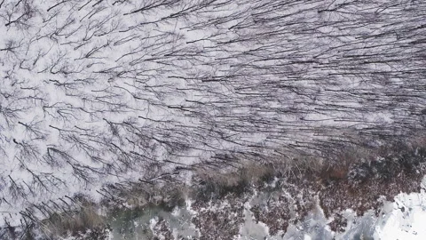 Vertical aerial winter view snowy forest nature Stock Footage 255524420