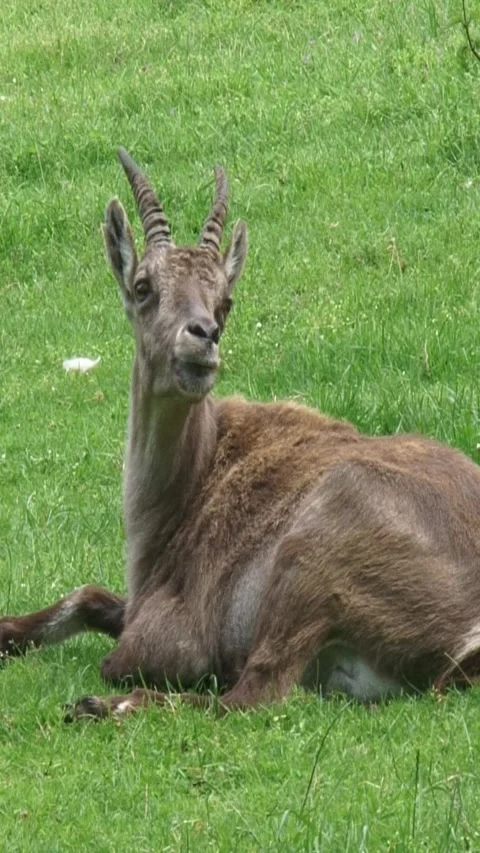 Vertical - alpine ibex goat Stock-Footage 306227901