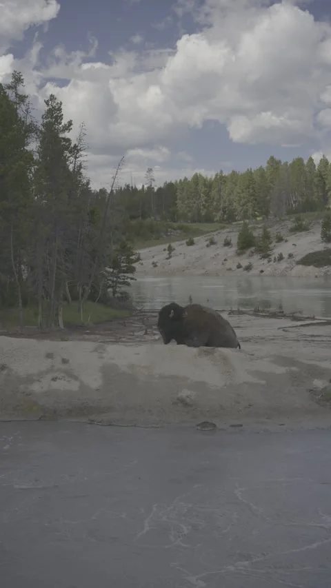 Vertical American Bison by Hot Spring, Yellowstone National Park Stock Footage 341573233