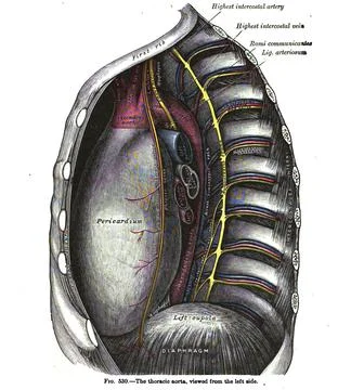 Vertical anatomy drawing and text of the thoracic aorta, from the 19th-centur 库存插图