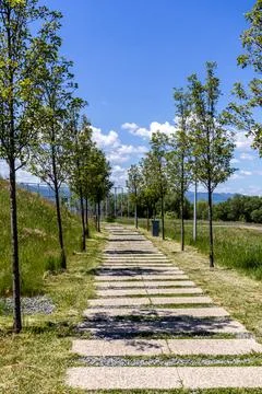 Vertical Angle of Modern Paved Walkway with Young Trees in Park Stock Photos