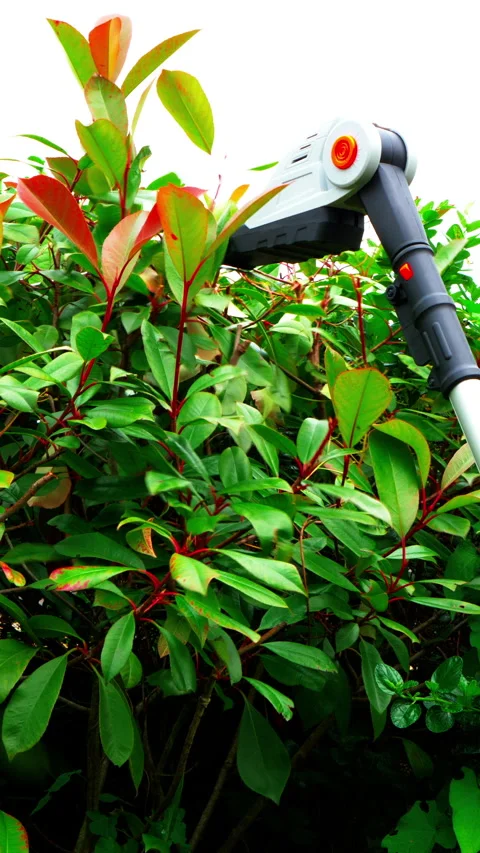 Vertical - An angled cordless hedge trimmer cutting the top of a bush or shrub. Stock Footage 280164216