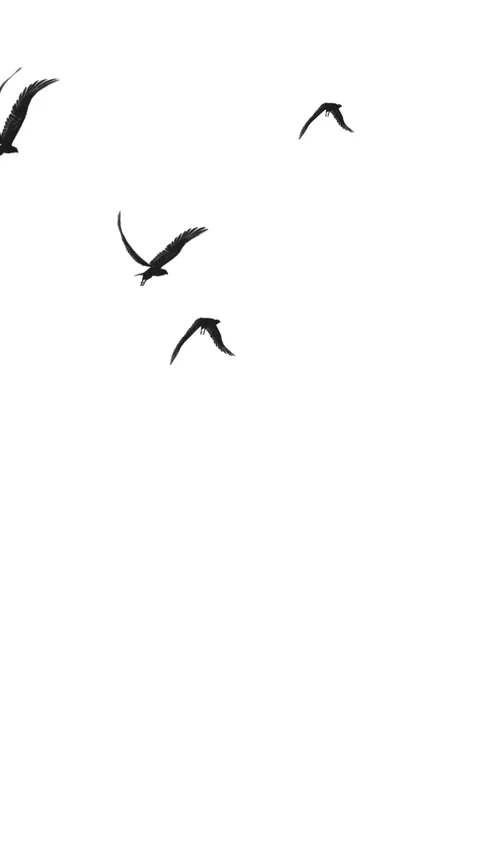Vertical animation of bird silhouettes with big wings for nature themes. Stock Footage 329936046