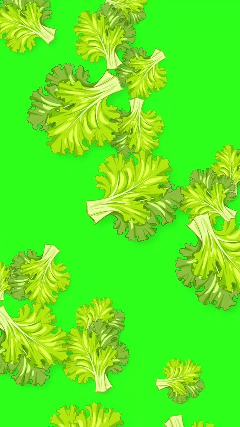 Vertical Animation of Fresh Green Lettuce Leaves Falling on Green Background Stock Footage 343819121