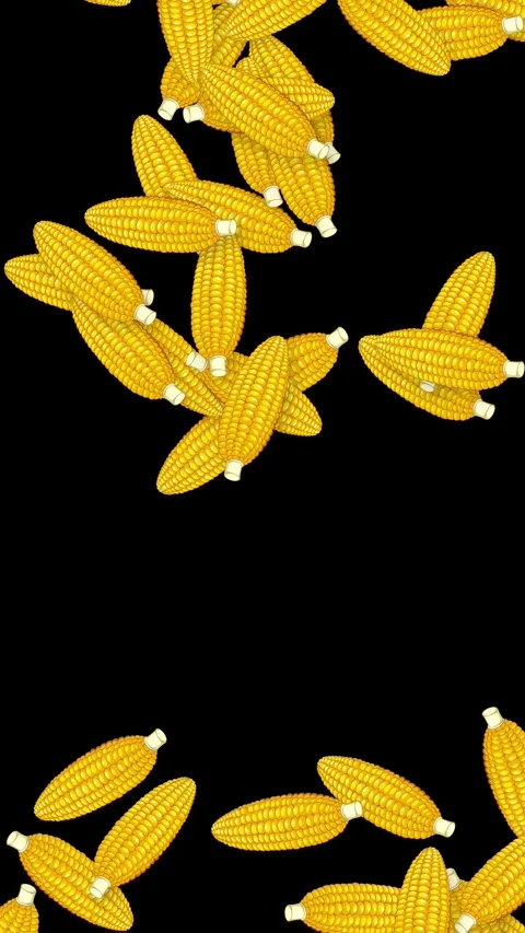Vertical Animation of Yellow Corn Cobs Falling Against Black Background Stock Footage 339381520