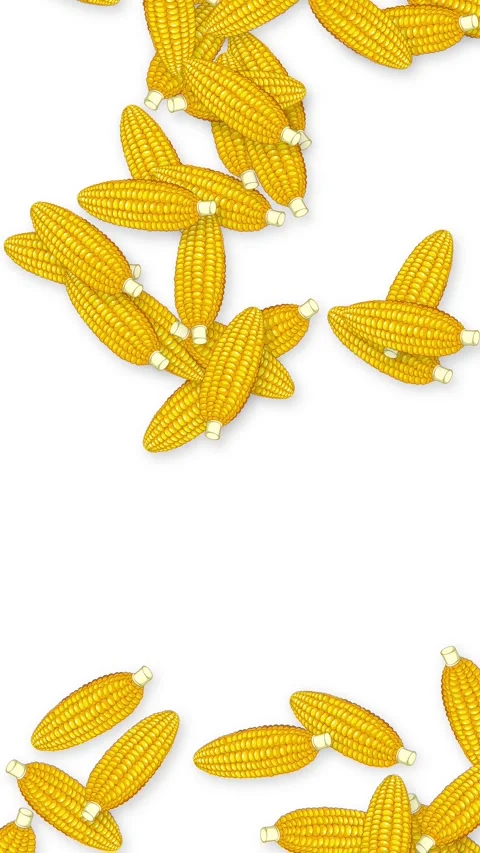 Vertical Animation of Yellow Corn Cobs Falling on White Background Stock Footage 339515484