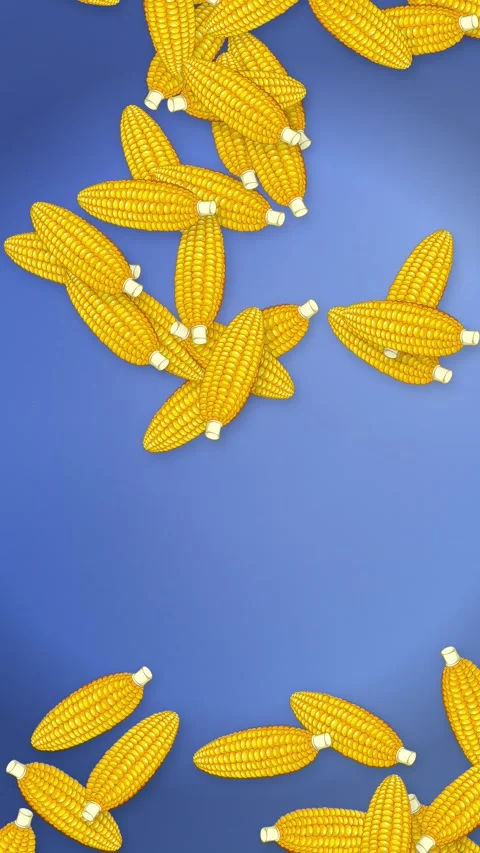 Vertical Animation of Yellow Corn Cobs Falling Against Blue Background Stock Footage 341723832
