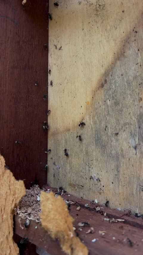 Vertical Ant Activity on Open Woodframe Wall With Brood 60fps Stockbeeldmateriaal 332681923