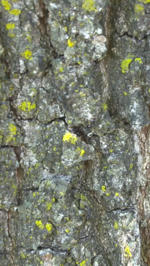 Vertical - ant trail on oak tree Stock Footage 306042110