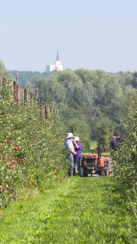 Vertical - Apple pickers at work in fruit orchard on dwarfing rootstocks Stock Footage 310354517