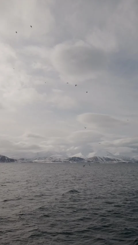 Vertical Arctic Seabirds Flying Above Fjord in Svalbard Stock Footage 340036063