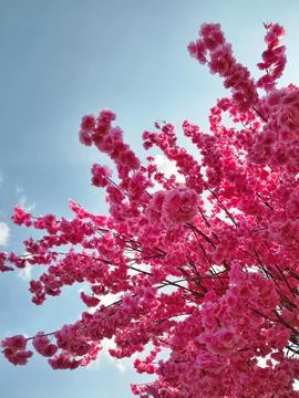Vertical artificial pink cherry blossom branches against blue sky Stock Photos