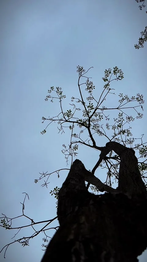 Vertical Artistic Silhouette of Tree Branches and Leaves in Blue Sky Stock Footage 332884018