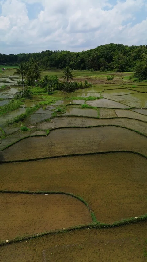 Vertical Ascend Flyover Over Bohol Rice Fields Stock Footage 340297117