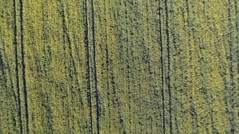 Vertical Ascension: Drone's Eye View of Blooming Rapeseed Fields Stock Footage 272660545