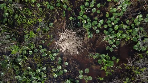 Vertical ascent from beaver den Видео 239076358