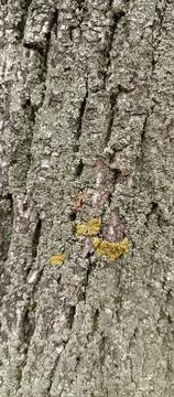 Vertical Ash Tree Bark with Lichen Texture for Smartphone Wallpaper Stock Photos