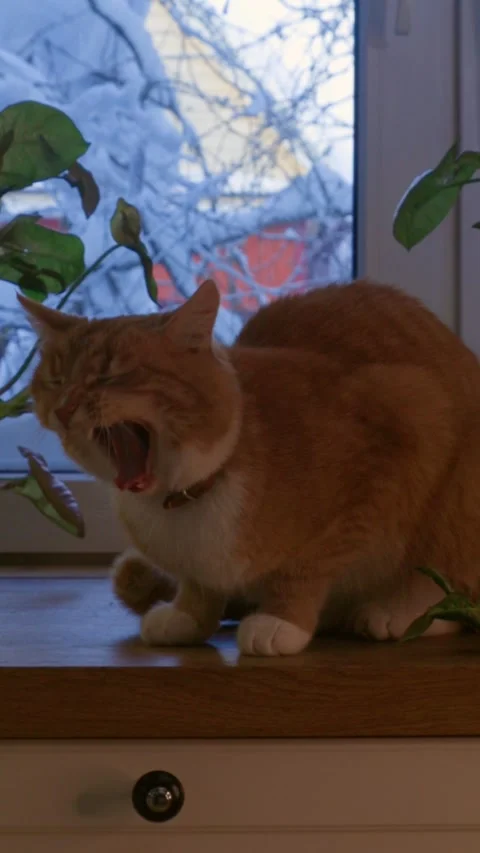 Vertical atmospheric winter scene of a ginger cat grooming by the window. Snowy  Stock Footage 328186967