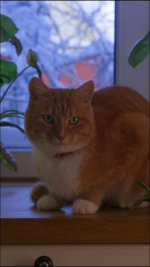 Vertical atmospheric winter scene of a ginger cat grooming by the window. Snowy  Stock Footage 328187293
