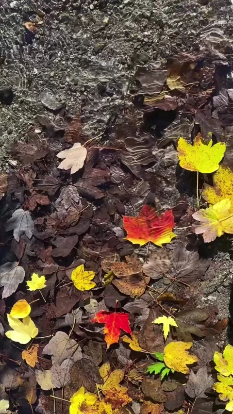 Vertical Autumn Background with Yellow and Red Leaves in Clear Water Stock Footage 290461801