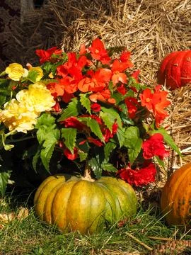 Vertical Autumn Pumpkins in Front of Hay Bale with Flowers → Fall Decoration Stock Photos