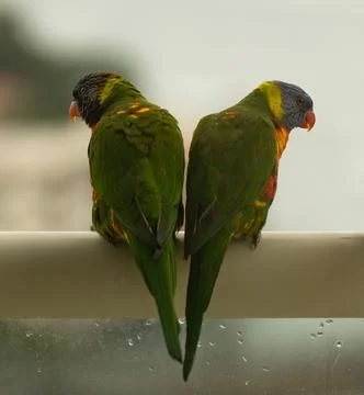 Vertical, back view of a couple of green parrots standing on a white tube 스톡 사진