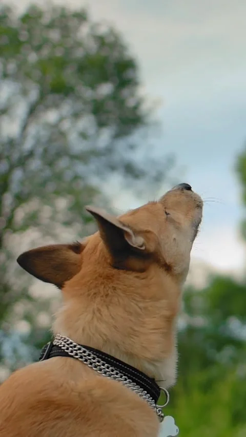Vertical of Back view of the dog catching meal on the fly that the girl throws Vidéo 278474560