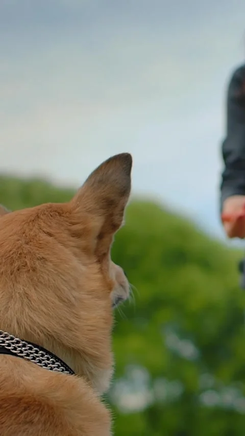 Vertical of Back view of the outbred dog catchs meal on the fly that the woman Vidéo 278476608