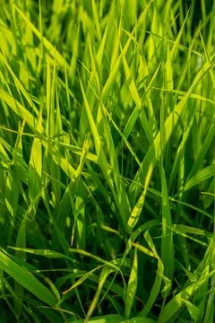 Vertical background close-up green bright grass Foto stock