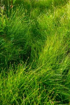 Vertical background close-up green bright grass 库存照片