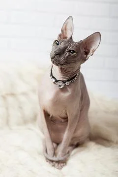 Vertical background with Donsphinx cat in collar Stock Photos