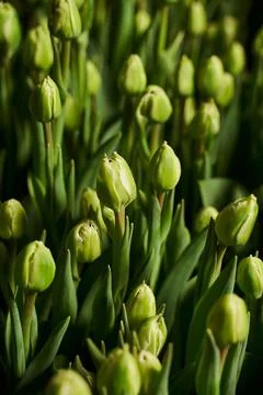 Vertical background. green closed round tulip buds in the garden Stock Photos
