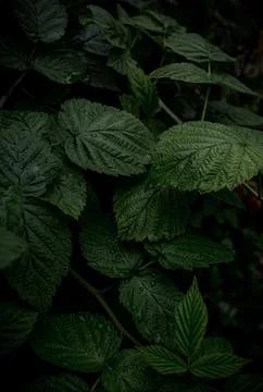 Vertical background of green raspberry leaves Stock Photos