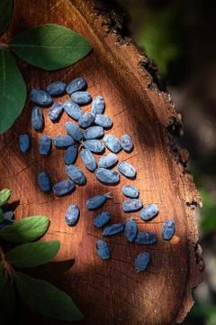 Vertical background with honeysuckle berries Stock Photos