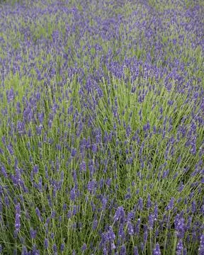 Vertical background image of beautiful lavender field with green foliage Stock Photos