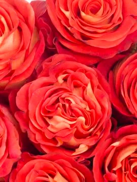 Vertical background of red roses Stock Photos