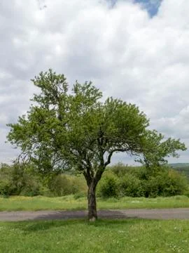 Vertical background with spreading tree Stock Photos