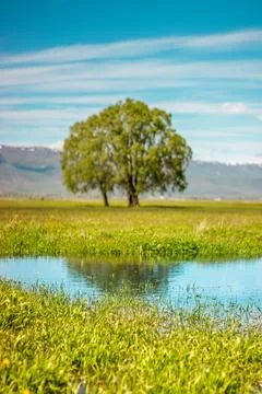 Vertical background spring landscape with a tree and reflection Erzurum, Turk Foto stock